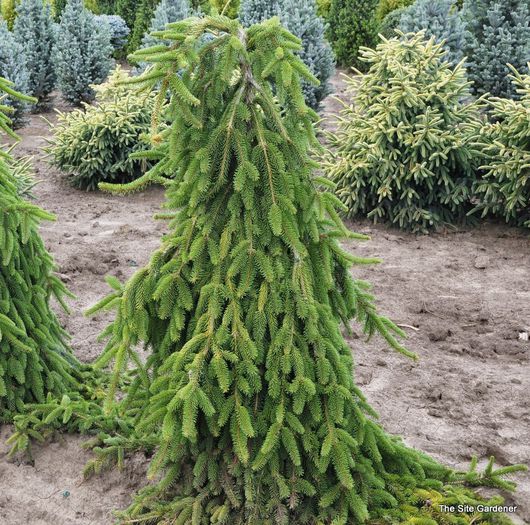Picea abies Pendula