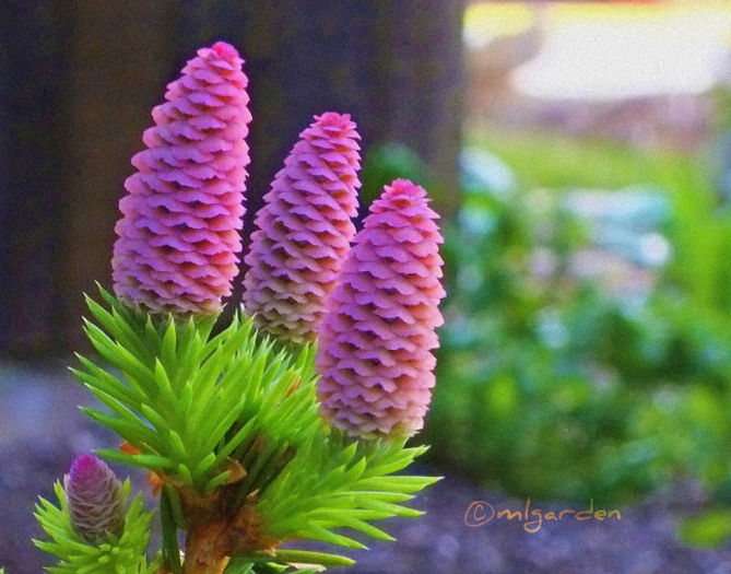 Picea abies Pusch