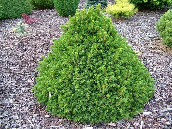 Picea abies Tompa