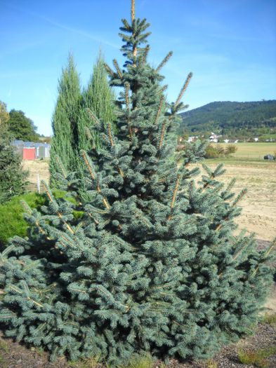 Picea chihuahuana