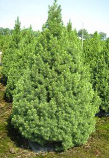 Picea Glauca Conica