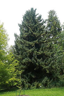 Picea glehnii