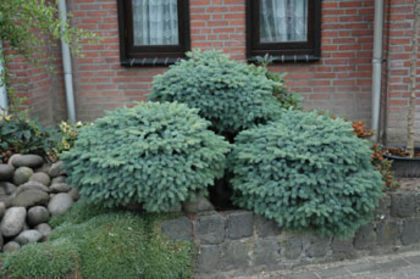 Picea mariorika Machala