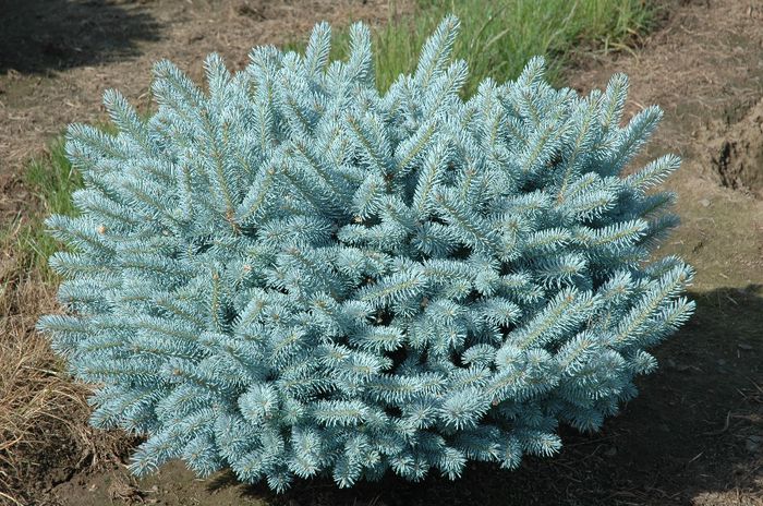 Picea punges Glauca Globosa
