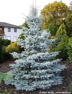 Picea punges Hoopsii