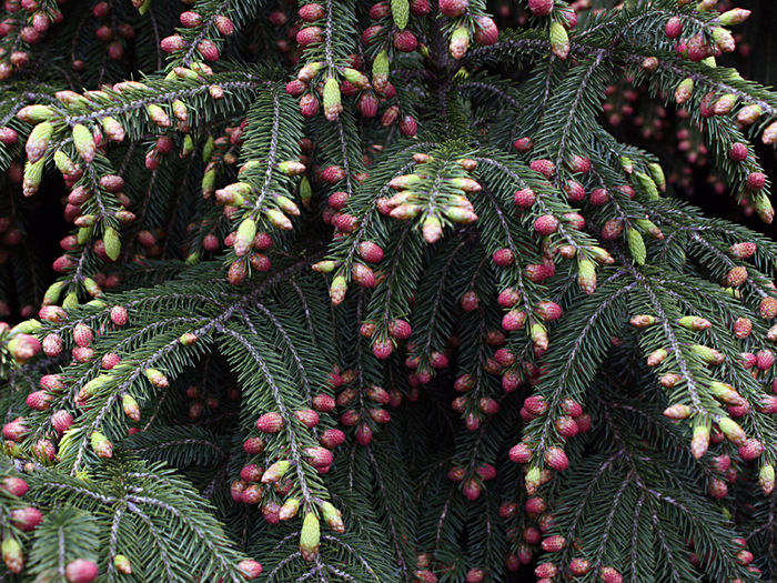 Picea wilsonii