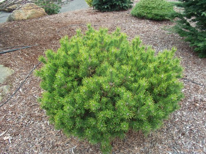 Pinus banksiana Manomet