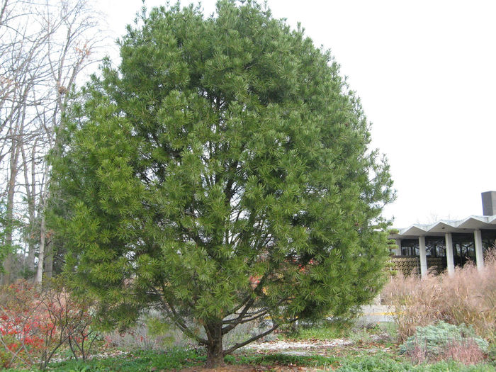 Pinus bungeana