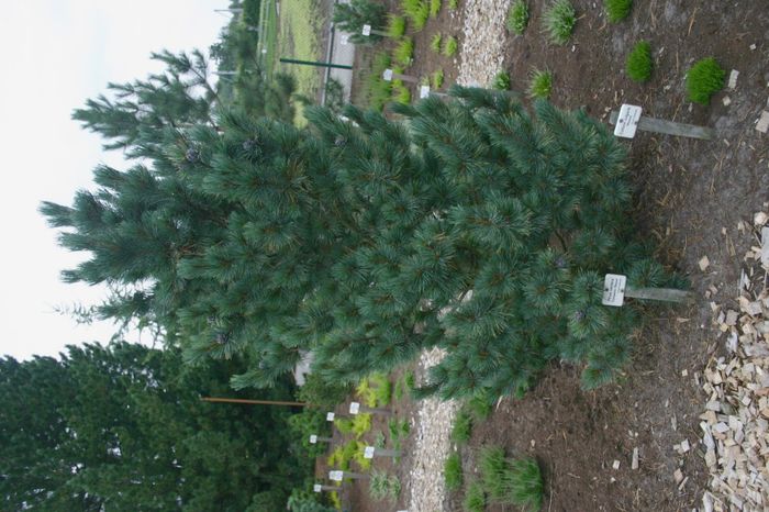 Pinus cembra glauca