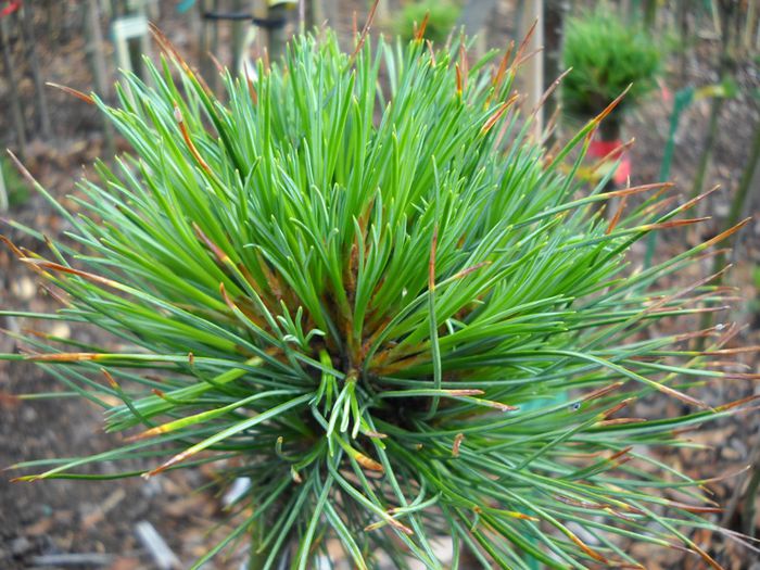 Pinus cembra Select Eschrich