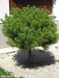Pinus densiflora Alice Verkade