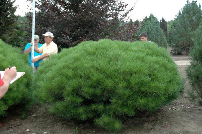 Pinus densiflora Jane Kluis - CONIFERE RARITATI -pe comanda