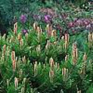 Pinus densiflora Low Glow - CONIFERE RARITATI -pe comanda