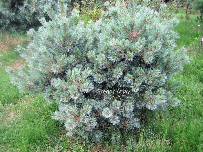 Pinus flexilis Pygmaea - CONIFERE RARITATI -pe comanda