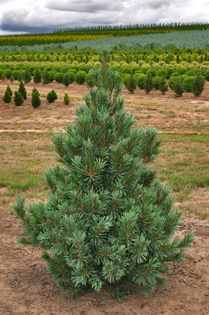 Pinus flexilis Vanderwolf's Pyramid
