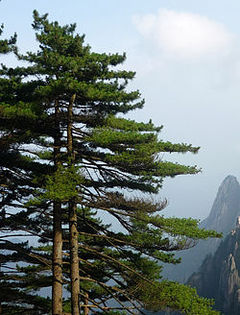 Pinus hwangshanensis