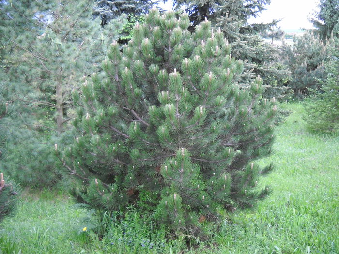 Pinus leucodermis Barabits Compact