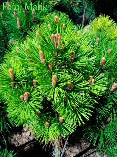 Pinus leucodermis Pirin3