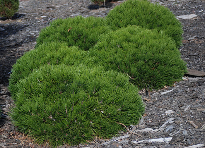 Pinus leucodermis Schmidtii