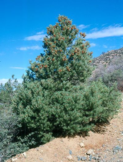 Pinus monophylla