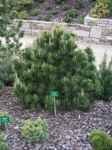 Pinus mugo Gnom