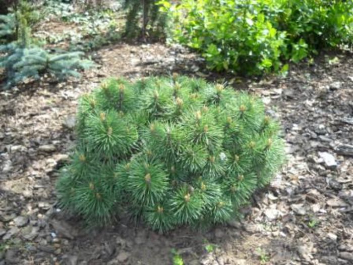 Pinus mugo Godollo