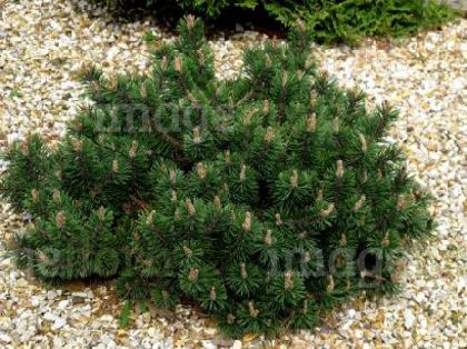 Pinus mugo Humpy