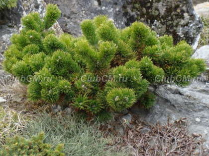 Pinus mugo Jacobsen