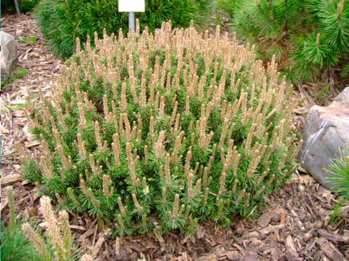 Pinus mugo Kissen