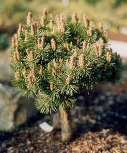 Pinus mugo Kostelnicek