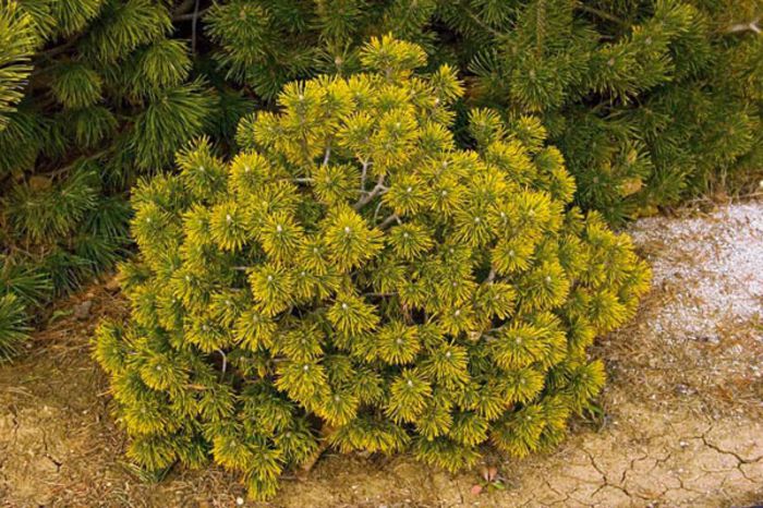 Pinus mugo Winter Gold