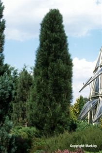 Pinus nigra Fastigiata