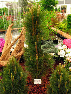 Pinus nigra Green Tower