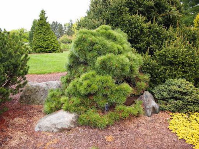 Pinus nigra Helga - CONIFERE RARITATI -pe comanda