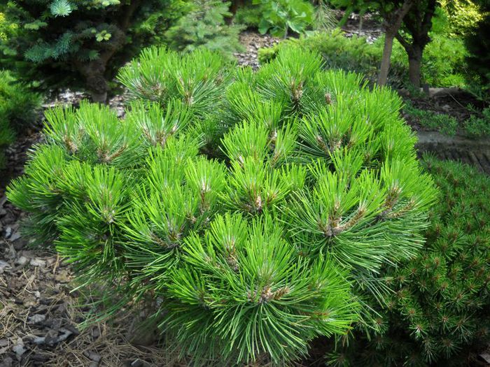 Pinus nigra Smaragd - CONIFERE RARITATI -pe comanda