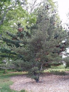 Pinus parviflora Brevifolia - CONIFERE RARITATI -pe comanda