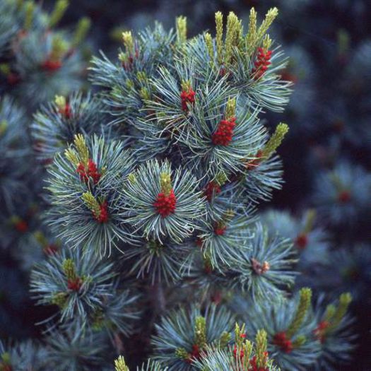 Pinus parviflora Glauca - CONIFERE RARITATI -pe comanda