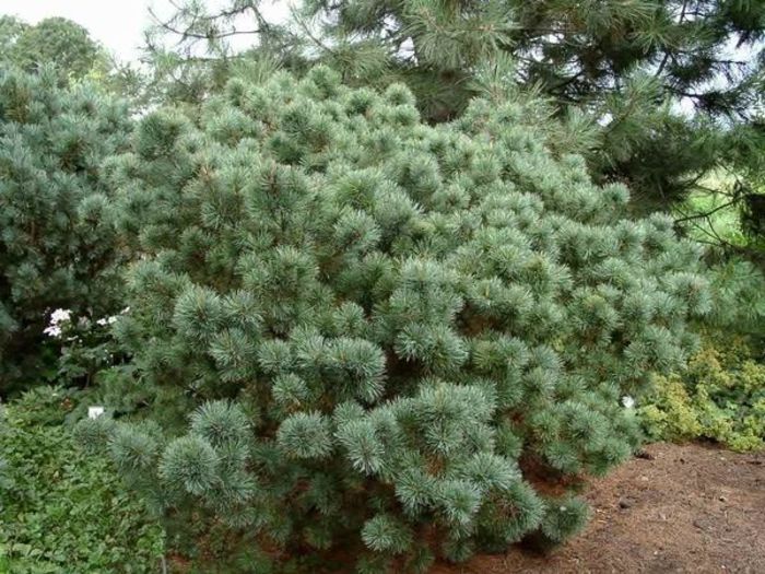 Pinus pumila Glauca