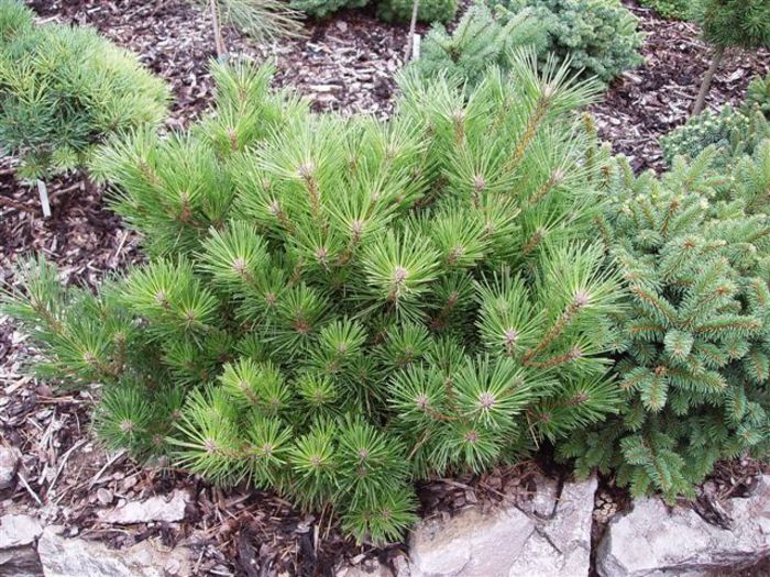 Pinus resinosa Nana - CONIFERE RARITATI -pe comanda