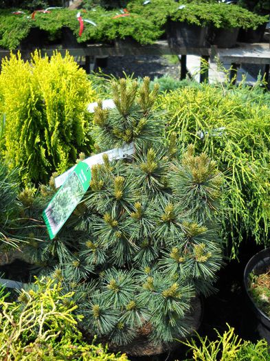 Pinus strobus Kruger's lilliput - CONIFERE RARITATI -pe comanda