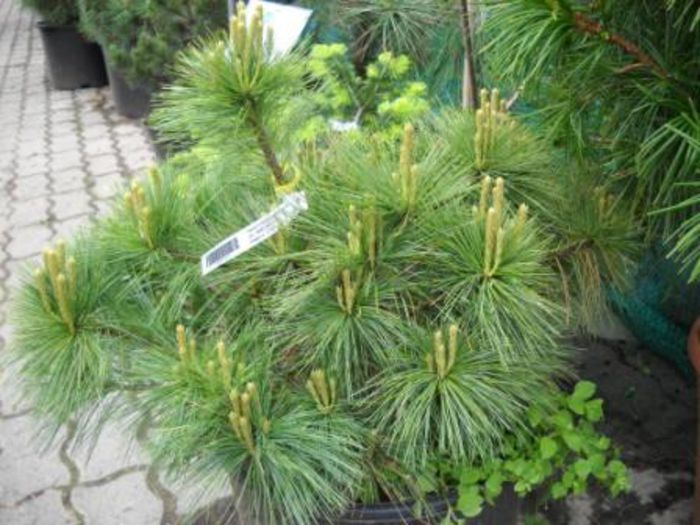 Pinus strobus Merrimack - CONIFERE RARITATI -pe comanda