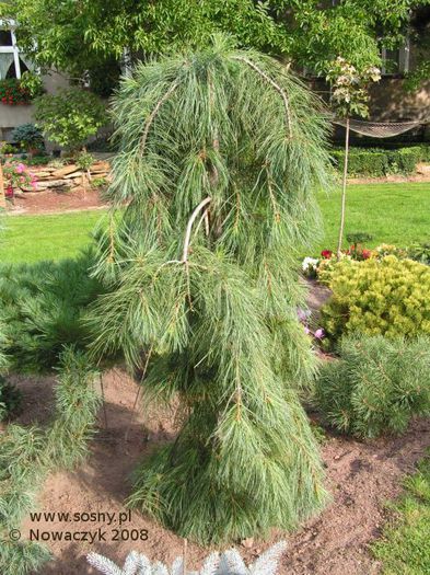 Pinus strobus Pendula - CONIFERE RARITATI -pe comanda