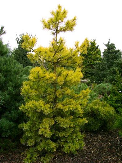 Pinus sylvestris Aurea - CONIFERE RARITATI -pe comanda