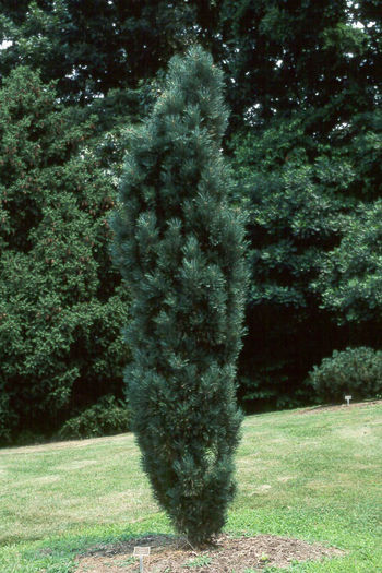 Pinus sylvestris Fastigiata - CONIFERE RARITATI -pe comanda