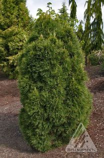 Pinus sylvestris Globosa Viridis - CONIFERE RARITATI -pe comanda