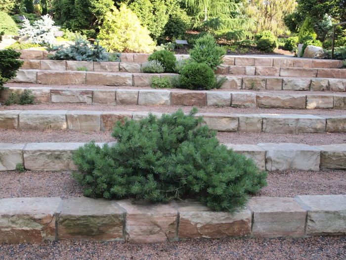 Pinus sylvestris Hillside Creeper - CONIFERE RARITATI -pe comanda