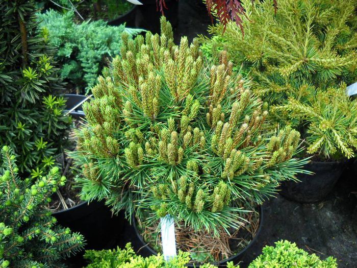 Pinus sylvestris Kelpie - CONIFERE RARITATI -pe comanda