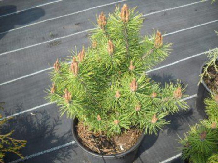 Pinus sylvestris Rita - CONIFERE RARITATI -pe comanda