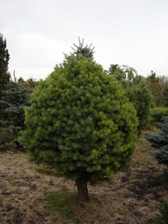Pinus sylvestris Saxatilis - CONIFERE RARITATI -pe comanda