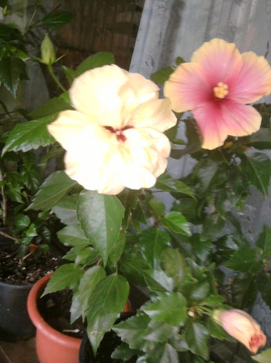 001 - hibiscus-octombrie 2014